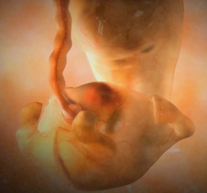 Эмбрион на сроке 6 недель